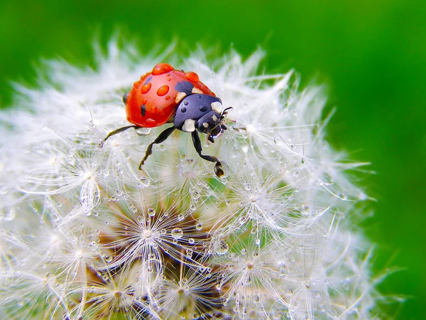A ladybug on a fluffy dandelion seeds