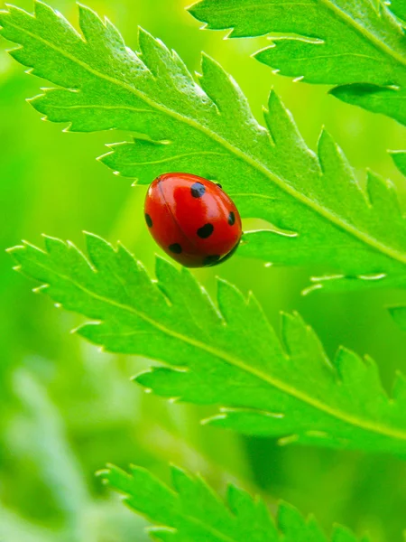 Een lieveheersbeestje op een blad groen gras — Stockfoto