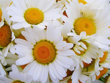 papatya parlak renkli buket