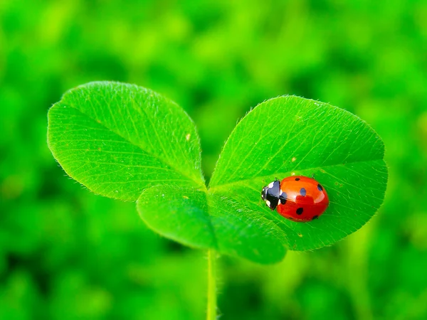 一只瓢虫绿色三叶草叶子上 — 图库照片