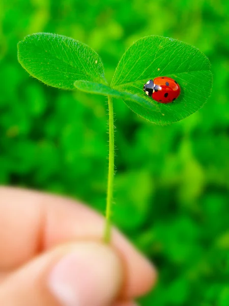 Ein Marienkäfer auf einem grünen Kleeblatt — Stockfoto