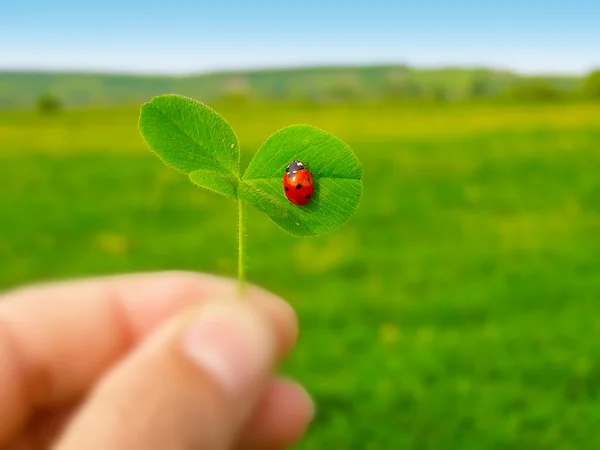 A ladybug on a green clover leaf — Stock Photo, Image