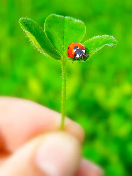 Ein Marienkäfer auf einem grünen Kleeblatt — Stockfoto