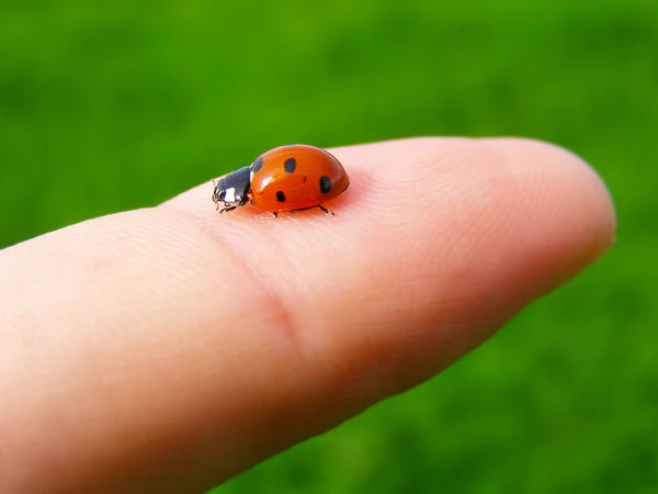 A ladybug on a finger — Stock Photo, Image