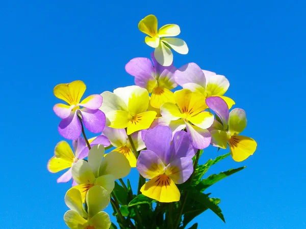 Bright colorful bouquet of garden and wild natural flowers — Stock Photo, Image