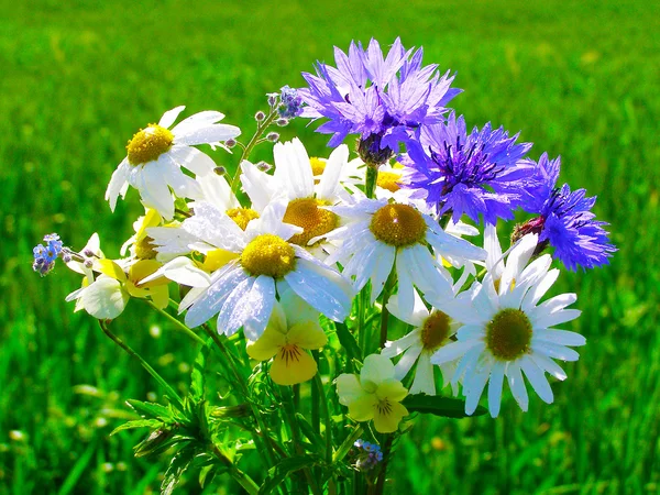 Jasné barevné kytice zahrady a divoké přírodní květiny — Stock fotografie