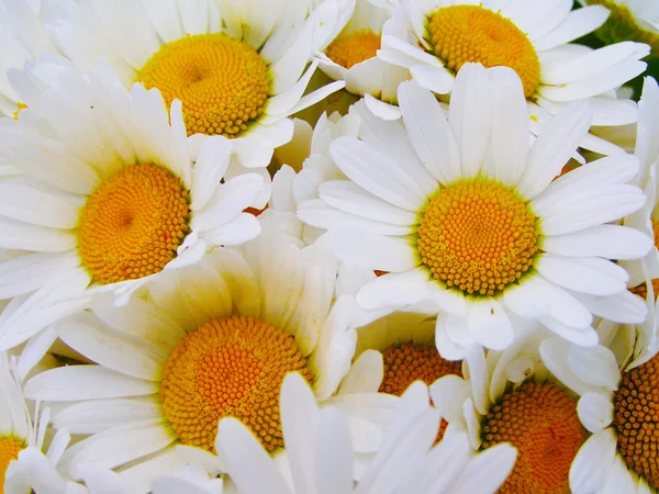ヒナギクの明るくカラフルな花束 — ストック写真