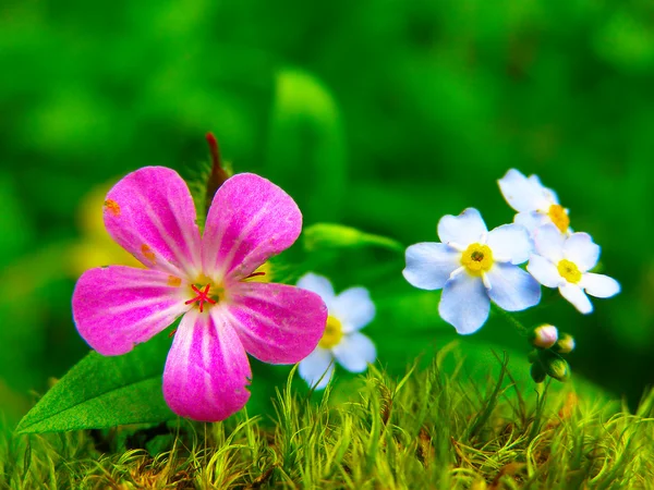 Buquê colorido brilhante de jardim e flores naturais selvagens — Fotografia de Stock