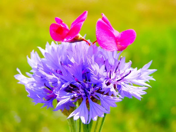 Buquê colorido brilhante de jardim e flores naturais selvagens — Fotografia de Stock