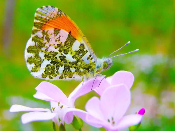 Mariposa en una flor silvestre de verano —  Fotos de Stock