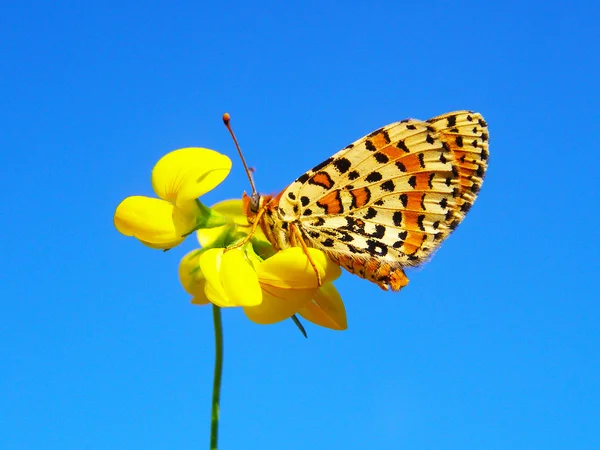 Farfalla su un fiore selvatico estivo — Foto Stock