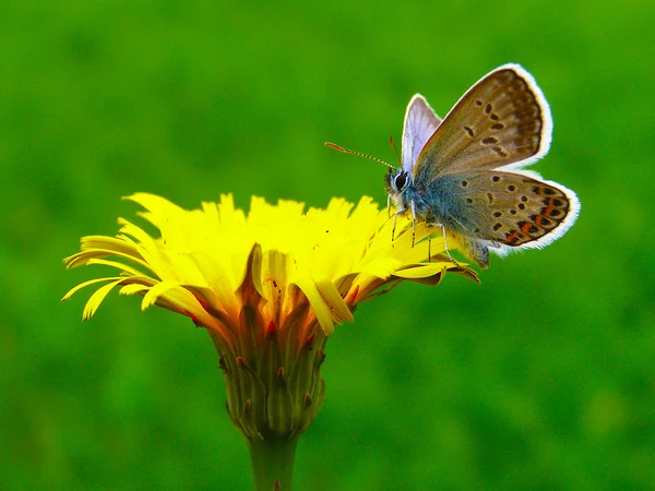 Borboleta em uma flor selvagem de verão — Fotografia de Stock