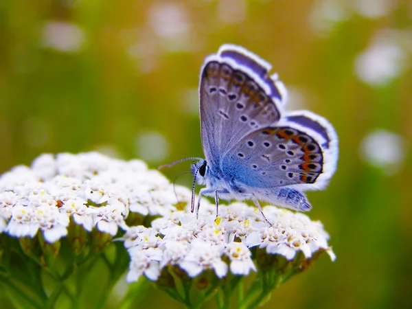 Farfalla su un fiore selvatico estivo — Foto Stock