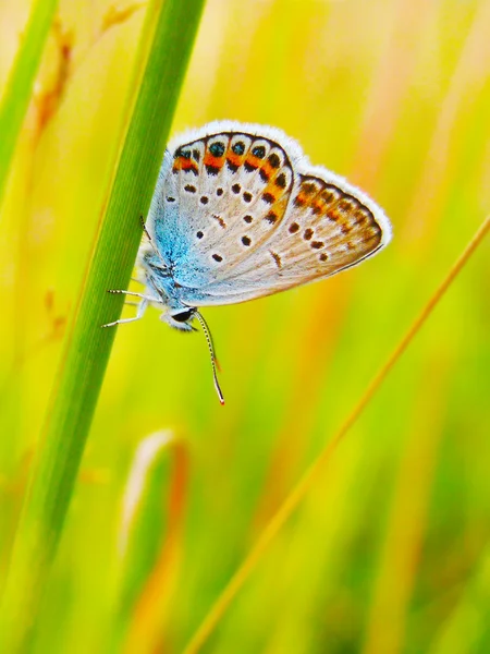 Farfalla su un fiore selvatico estivo — Foto Stock