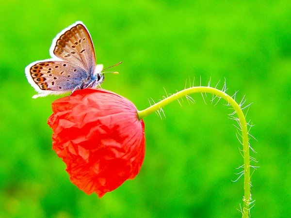 Schmetterling auf einer sommerlichen Wildblume — Stockfoto