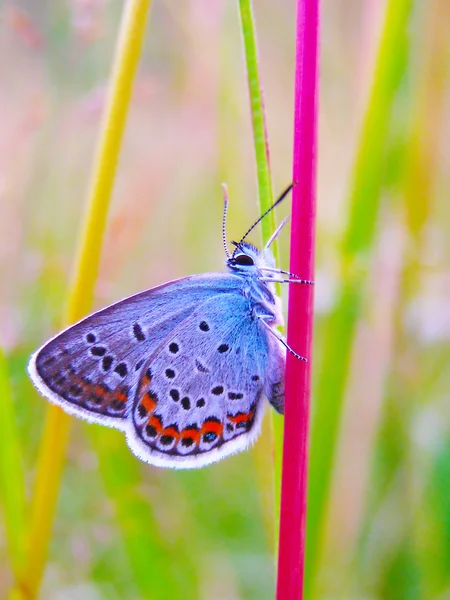 Butterfly on a summer wild flower — Stock Photo, Image