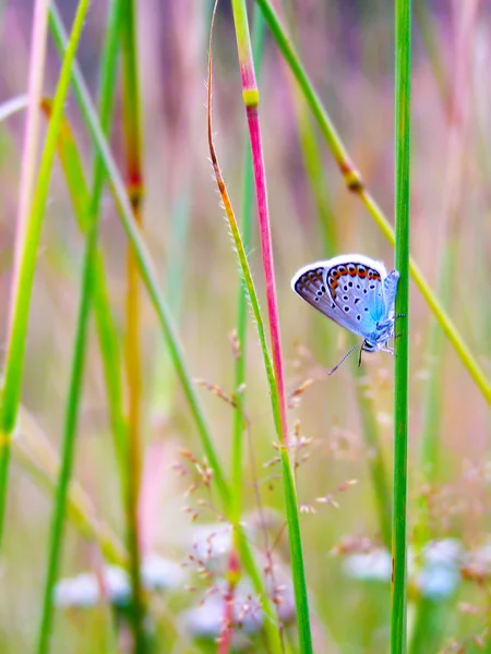 Бабочка на летнем диком цветке — стоковое фото