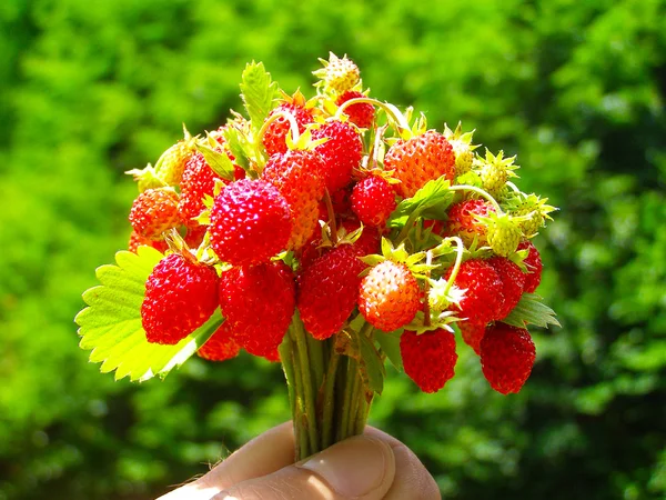 Ramo de fresas silvestres — Foto de Stock