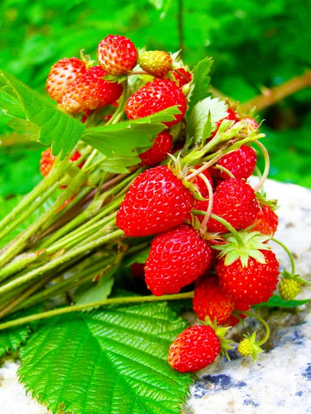 Buquê de morango selvagem — Fotografia de Stock