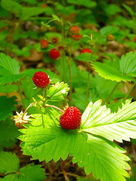 Ramo de fresas silvestres — Foto de Stock