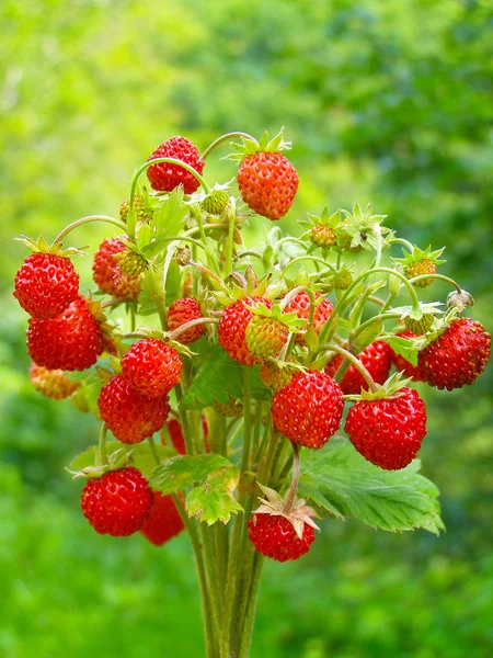 Wild strawberry bouquet
