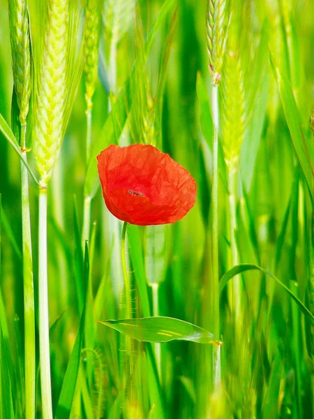Papavero rosso nel raccolto di grano verde — Foto Stock