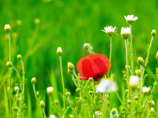 Czerwony Mak w polu zielona trawa — Zdjęcie stockowe