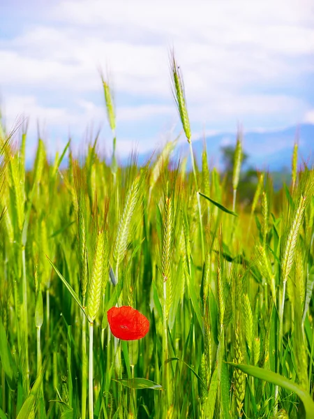 Amapola roja en la cosecha de trigo verde —  Fotos de Stock