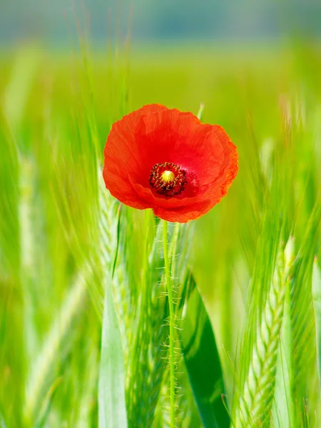 Red poppy in the green wheat crop — Stock Photo, Image