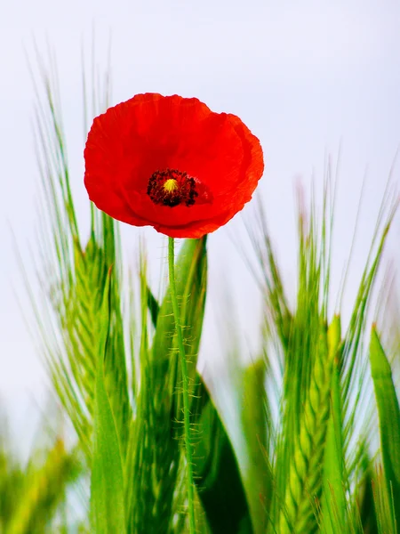 Papavero rosso nel raccolto di grano verde — Foto Stock