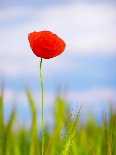 Merah poppy di tanaman gandum hijau — Stok Foto