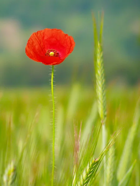 Red poppy in the green wheat crop — Stock Photo, Image