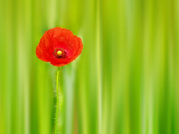 Papoula vermelha na cultura de trigo verde — Fotografia de Stock