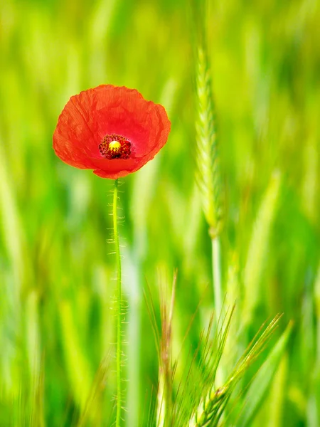 Roter Mohn in der grünen Weizenernte — Stockfoto