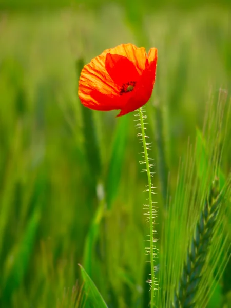 Červený mák v zelená pšenice plodin — Stock fotografie