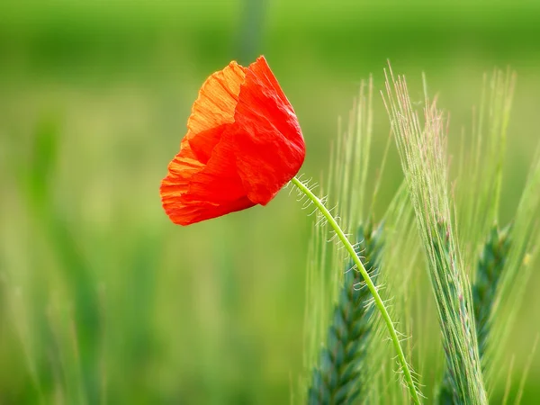 Red poppy in the green wheat crop — Stock Photo, Image