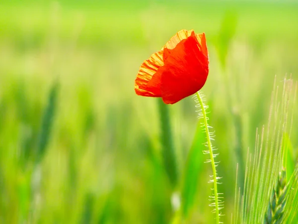 Red poppy in the green wheat crop — Stock Photo, Image