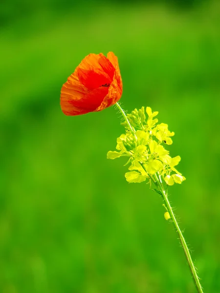 Papoula vermelha no campo verde da grama — Fotografia de Stock