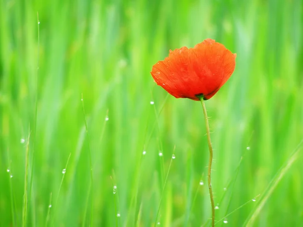 Красный мак в зеленом поле травы — стоковое фото
