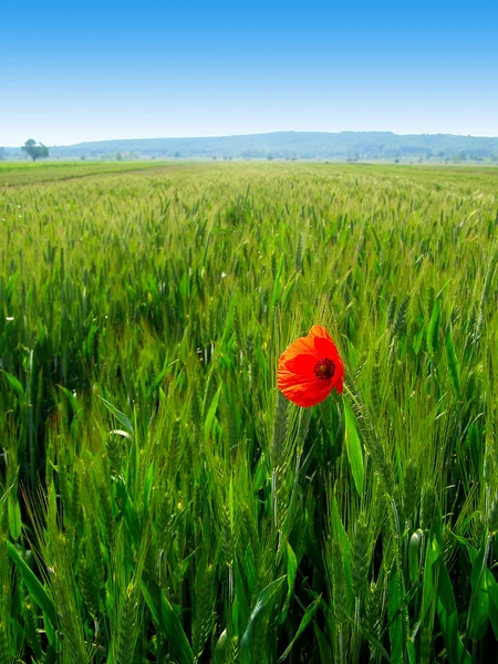 ป๊อปปี้สีแดงในพืชข้าวสาลีสีเขียว — ภาพถ่ายสต็อก