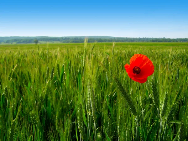 Красный мак в зеленой пшенице — стоковое фото
