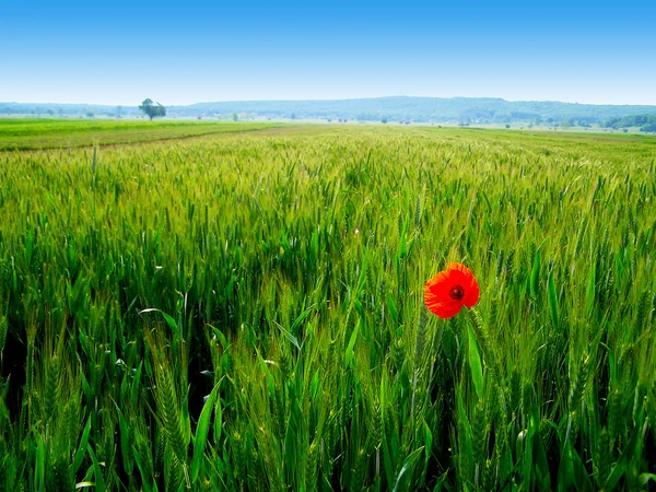 Yeşil buğday ürün kırmızı gelincik — Stok fotoğraf