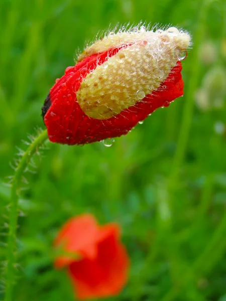 Papoula vermelha no campo verde da grama — Fotografia de Stock