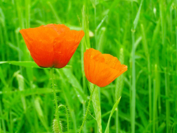 Красный мак в зеленом поле травы — стоковое фото