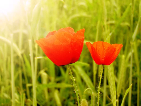 Červený mák v poli zelené trávy — Stock fotografie