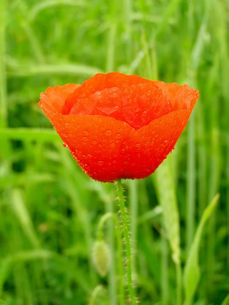 Amapola roja en el campo verde de hierba — Foto de Stock