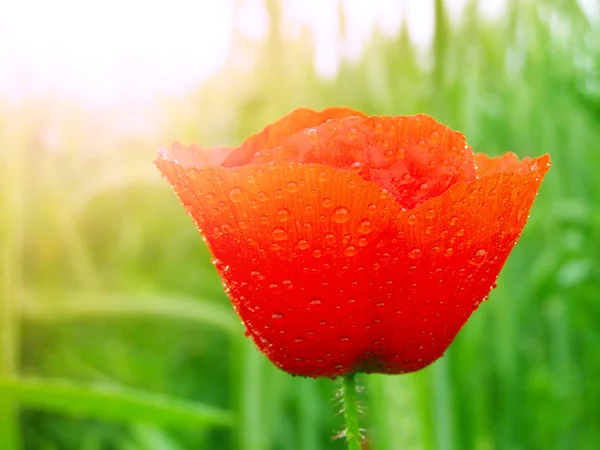 Papavero rosso nel campo verde dell'erba — Foto Stock