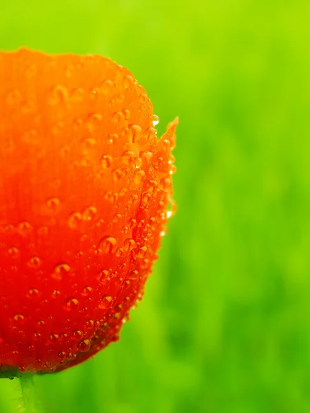 Kırmızı gelincik closeup — Stok fotoğraf