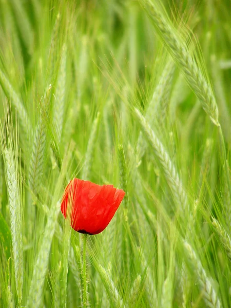 ป๊อปปี้สีแดงในพืชข้าวสาลีสีเขียว — ภาพถ่ายสต็อก