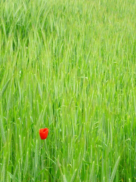 Papoula vermelha na cultura de trigo verde — Fotografia de Stock